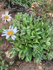 Erigeron melanocephalus
