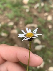 Erigeron melanocephalus