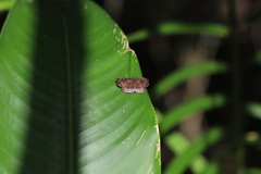 Pythonides limaea