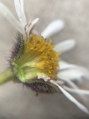 Erigeron melanocephalus