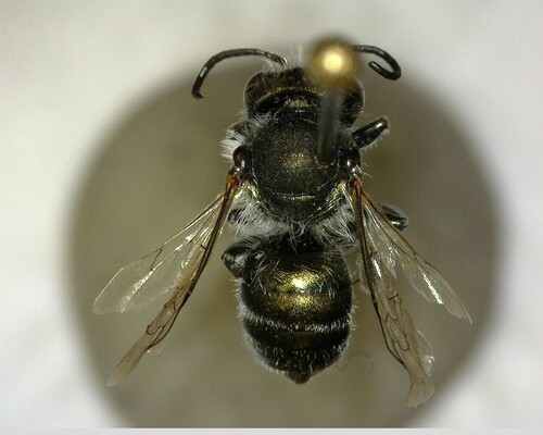 iNaturalist observation photo of Mason Bees