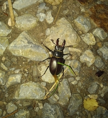 Lucanus cervus turcicus