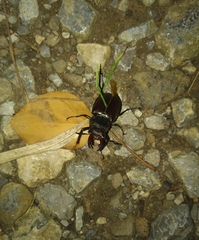 Lucanus cervus turcicus