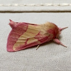 Hyparpax aurora
