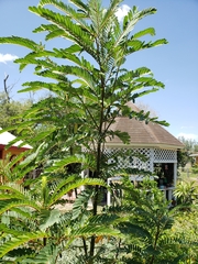 Sesbania grandiflora