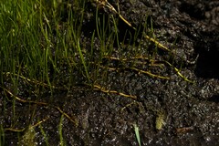 Pilularia globulifera