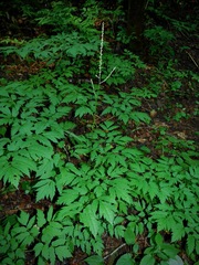 Actaea podocarpa