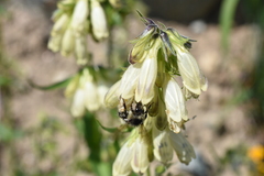 Bombus frigidus