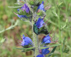 Jordanita globulariae