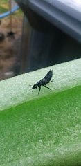 Platydracus fossator