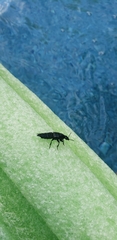 Platydracus fossator