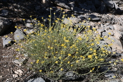 Chrysothamnus depressus