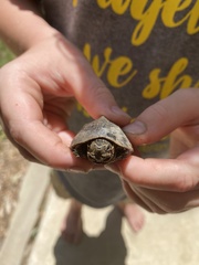 Sternotherus odoratus