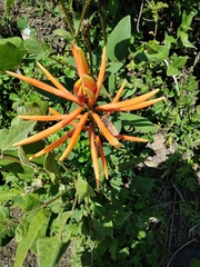 Erythrina leptorhiza