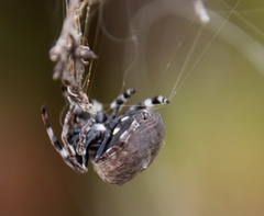 Caerostris corticosa