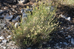 Chrysothamnus depressus