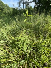 Helianthus schweinitzii