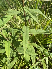Helianthus schweinitzii