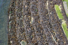 Fucus ceranoides