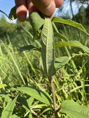 Helianthus schweinitzii