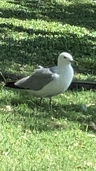 Larus delawarensis