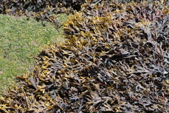 Fucus ceranoides