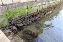 Fucus ceranoides
