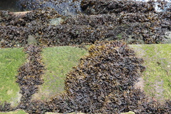Fucus ceranoides