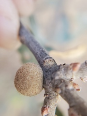 Burnettweldia washingtonensis