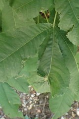 Phylloxera williamsi