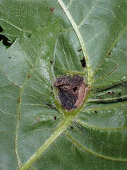 Phylloxera williamsi