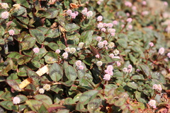 Persicaria capitata