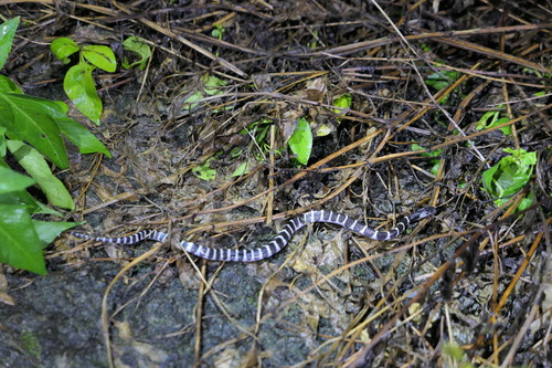 Bungarus multicinctus