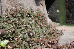 Persicaria capitata