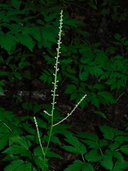Actaea podocarpa