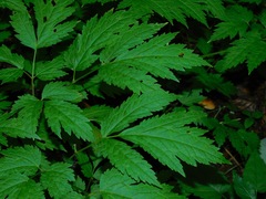 Actaea podocarpa