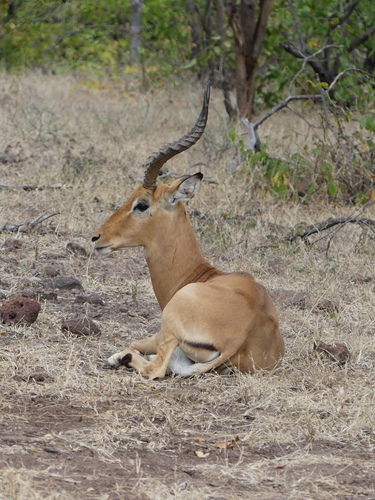 Impala