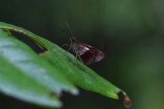 Justinia justinianus