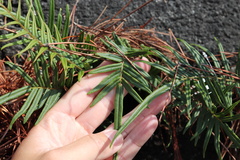 Pteris vittata