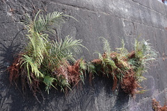 Pteris vittata