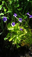 Pinguicula macroceras