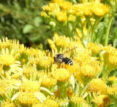 Megachile relativa
