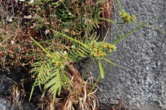 Cyperus