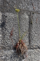 Cyperus