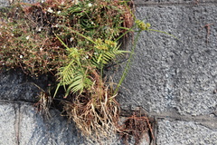 Cyperus
