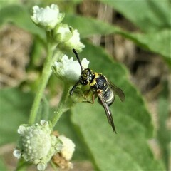 Parancistrocerus fulvipes