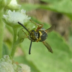 Parancistrocerus fulvipes