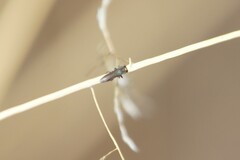 Agrilaxia arizonae
