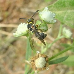 Parancistrocerus fulvipes