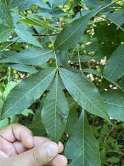 Carya glabra